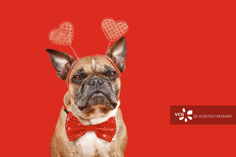 可爱的法国斗牛犬戴着情人节头带，上面有心形图案和蝴蝶结，背景为红色。图片素材