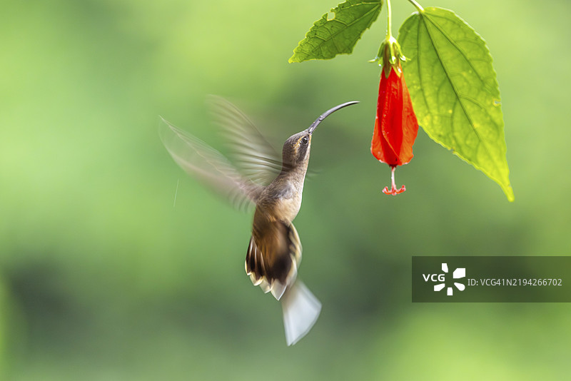 长嘴影蜂鸟（Phaethornis longirostris），蜂鸟（Trochilidae），快鸟（Apodiformes），拉加尔托旅馆，阿拉胡埃拉，哥斯达黎加，中美洲图片素材