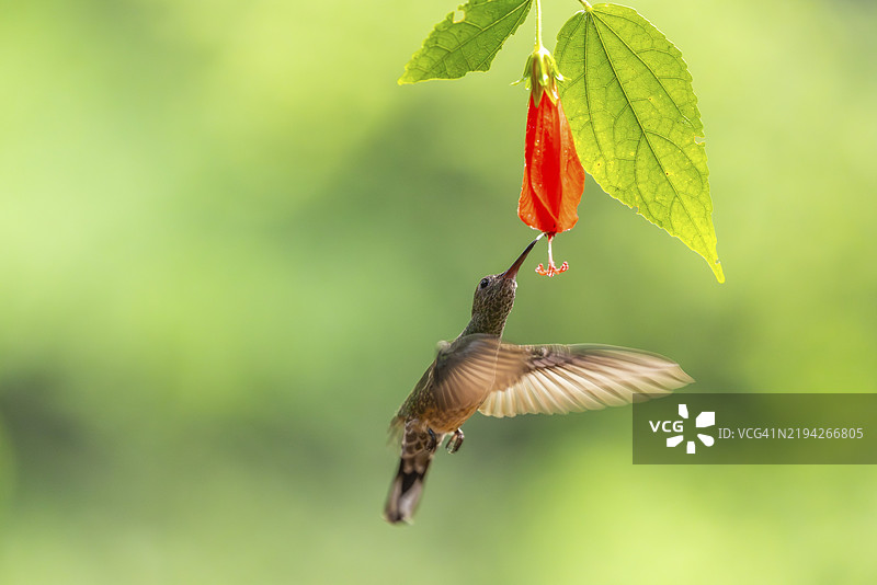 长嘴影蜂鸟（Phaethornis longirostris），蜂鸟（Trochilidae），快鸟（Apodiformes），拉加尔托旅馆，阿拉胡埃拉，哥斯达黎加，中美洲图片素材