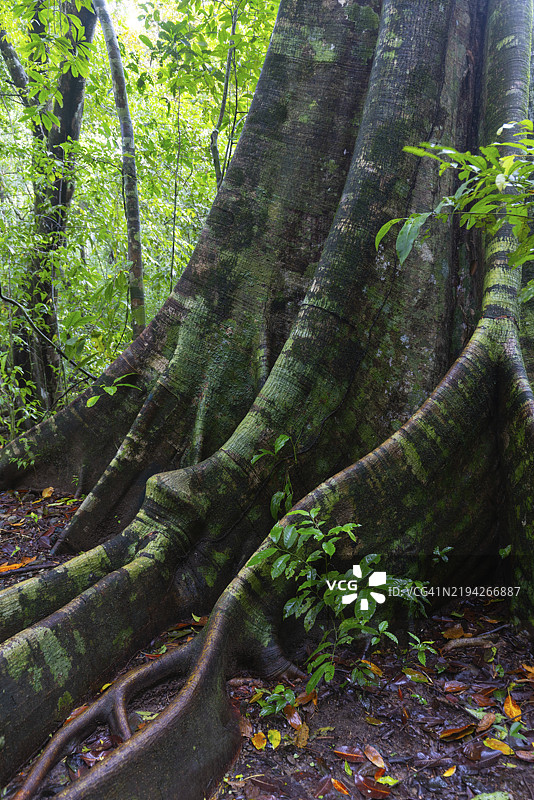 无花果树（Ficus）的根，热带雨林，哥斯达黎加，普恩塔雷纳斯，奥萨半岛，中美洲图片素材