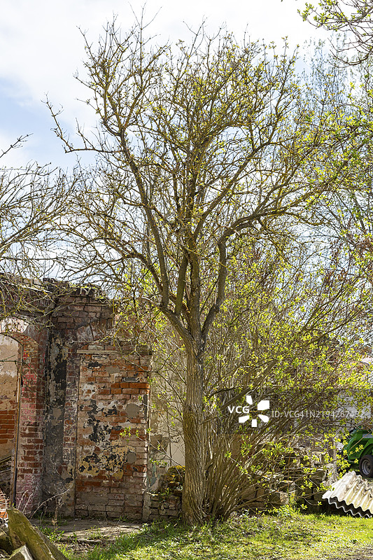 黑接骨木（Sambucus nigra），覆盖着苔藓的老树，德国萨克森州德累斯顿，欧洲图片素材