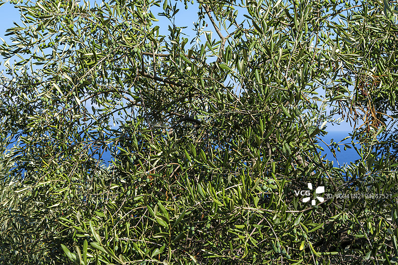 意大利利古里亚省萨沃纳的安多拉，一棵橄榄树的枝条上挂满了绿色、尚未成熟的橄榄。图片素材
