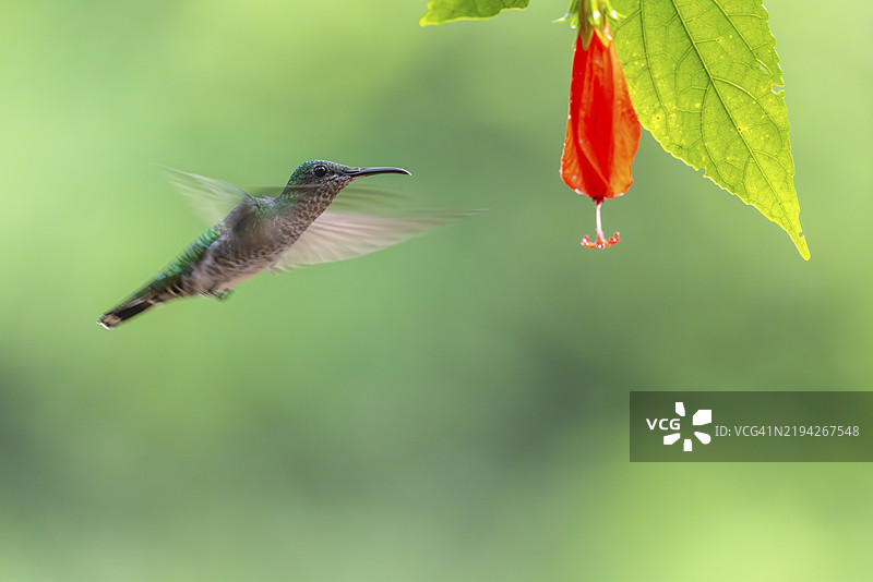 绿额辉蜂鸟(Heliodoxa jacula),蜂鸟(Trochilidae),急速鸟(Apodiformes),拉加尔托旅馆,阿拉胡埃拉,哥斯达黎加,中美洲图片素材