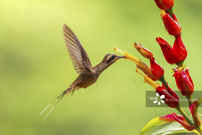 长嘴影蜂鸟（Phaethornis longirostris），蜂鸟（Trochilidae），急速鸟（Apodiformes），拉加尔托旅馆，阿拉胡埃拉，哥斯达黎加，中美洲图片素材