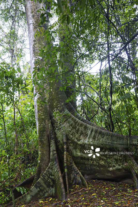 无花果树（Ficus）的根，热带雨林，哥斯达黎加，普恩塔雷纳斯，奥萨半岛，中美洲图片素材