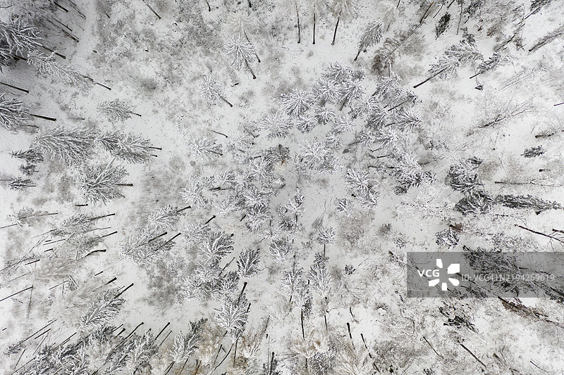德国萨克森州奥德兰附近的雪覆盖针叶林鸟瞰图图片素材