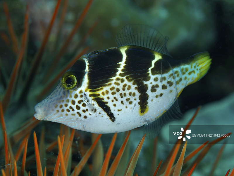 一只黑白相间的拟态刺鱼(Paraluteres prionurus)在印度尼西亚巴厘岛Penyapangan的香料礁潜水点,周围是橙色的海星冠刺(Acanthaster planci)刺。图片素材