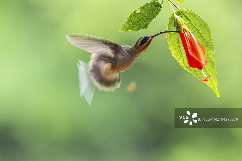 长嘴影蜂鸟（Phaethornis longirostris），蜂鸟（Trochilidae），急速鸟（Apodiformes），拉加尔托旅馆，阿拉胡埃拉，哥斯达黎加，中美洲图片素材
