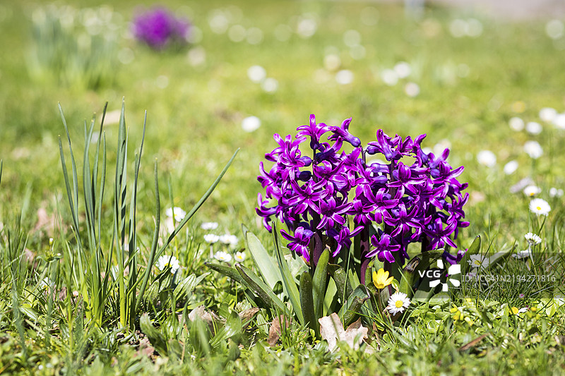 开花的风信子（Hyacinthus），德国萨克森，欧洲图片素材
