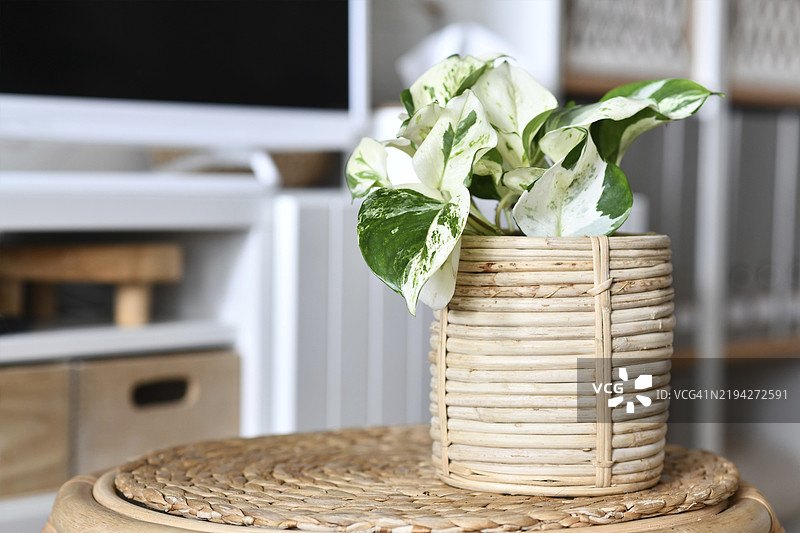 小型“曼朱拉”黄金葛室内植物，放在客厅桌子上的花篮花盆里图片素材