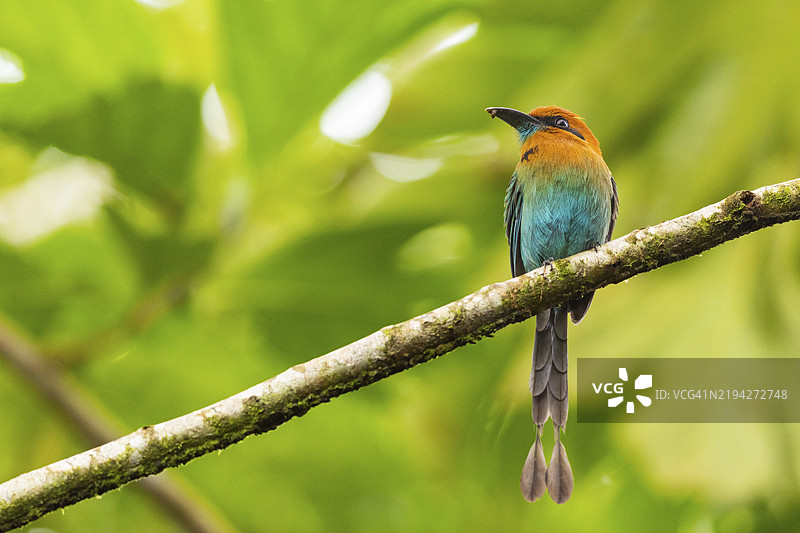 肉桂胸动鸮（Baryphthengus martii），哥斯达黎加，瓜纳卡斯特，中美洲图片素材