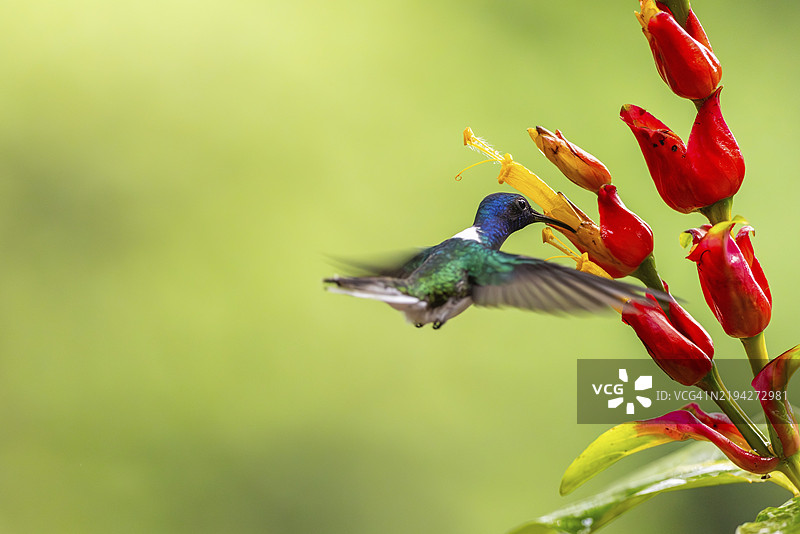 白颈蜂鸟（Florisuga mellivora），蜂鸟（Trochilidae），急速鸟（Apodiformes），拉加尔托旅馆，阿拉胡埃拉，哥斯达黎加，中美洲图片素材