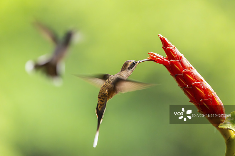 长嘴影蜂鸟（Phaethornis longirostris），蜂鸟（Trochilidae），急速鸟（Apodiformes），拉加尔托旅馆，阿拉胡埃拉，哥斯达黎加，中美洲图片素材