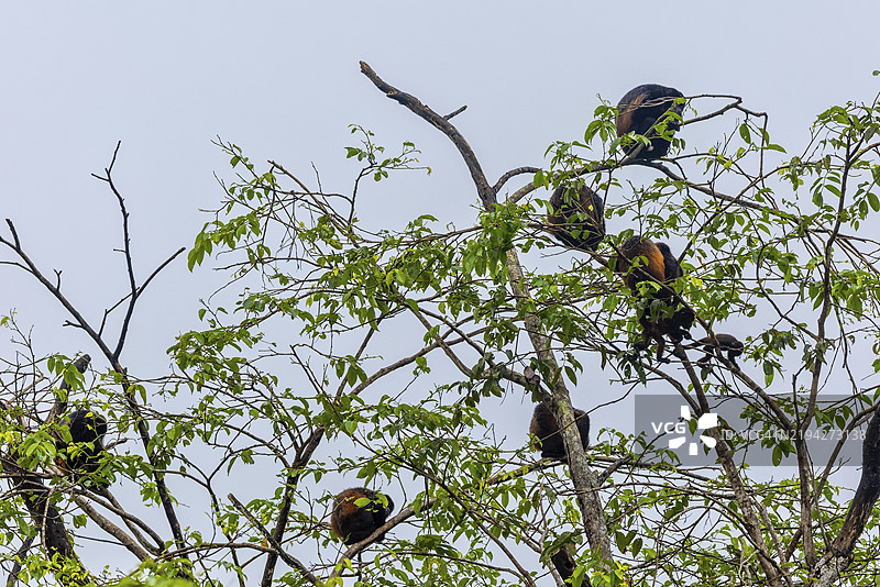 吼猴（Alouatta），灵长类动物（Anthropoidea），西尔佩，普恩塔雷纳斯，哥斯达黎加，中美洲图片素材