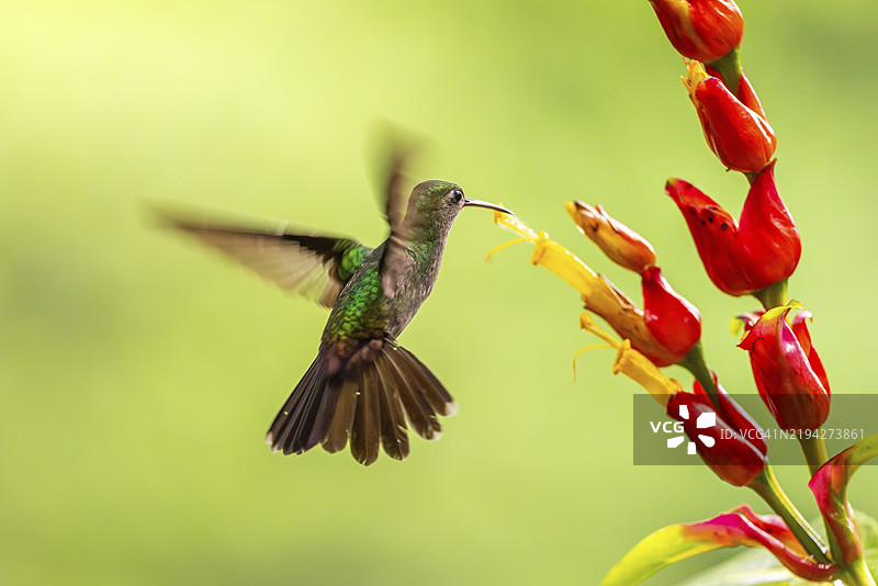 绿额辉蜂鸟(Heliodoxa jacula),蜂鸟(Trochilidae),急速鸟(Apodiformes),拉加尔托旅馆,阿拉胡埃拉,哥斯达黎加,中美洲图片素材