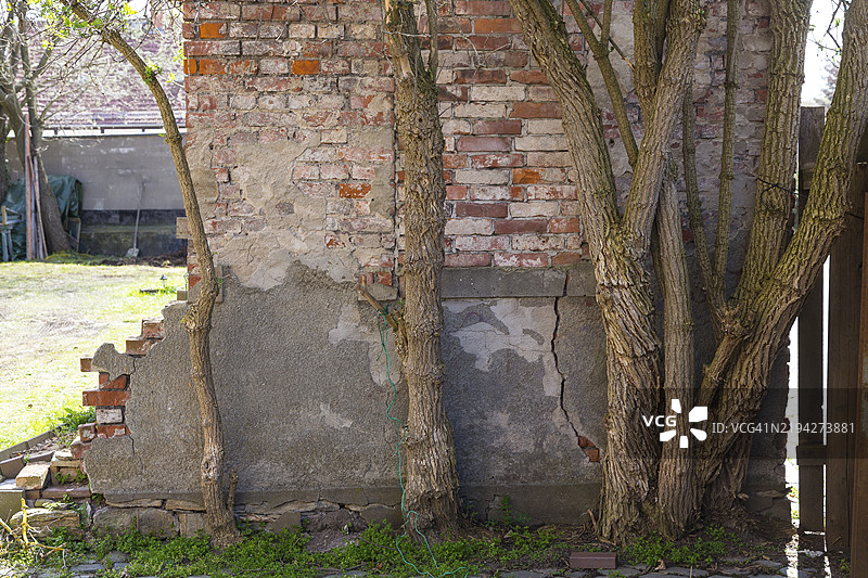 黑接骨木（Sambucus nigra）茎生长在一面古老的墙上，德国萨克森州德累斯顿，欧洲图片素材