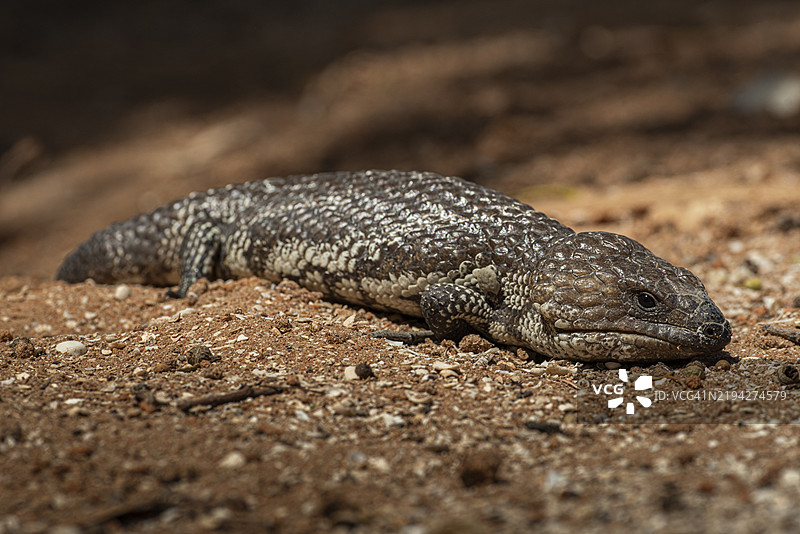 蓝舌蜥蜴或瓦片背蜥蜴，也称为松果蜥蜴（Tiliqua rugosa），位于澳大利亚西部的桑德拉拉。图片素材