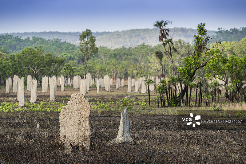指南针白蚁(Amitermes meridionalis)的筑巢,利奇菲尔德国家公园,北领地,澳大利亚,大洋洲图片素材
