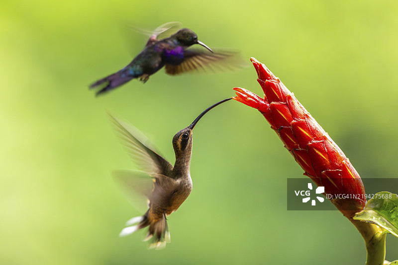 长嘴影蜂鸟(Phaethornis longirostris),蜂鸟(Trochilidae),快鸟(Apodiformes),拉加尔托旅馆,阿拉胡埃拉,哥斯达黎加,中美洲图片素材