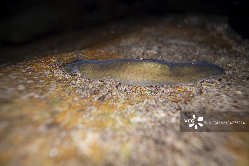 三角漩涡虫（Dugesia gonocephala），在德国北莱茵-威斯特法伦一水体底部的石头上图片素材