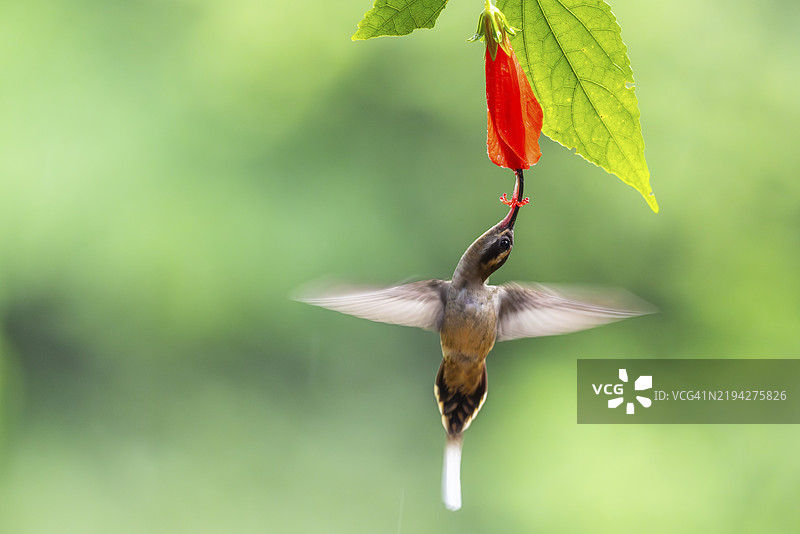 长嘴影蜂鸟(Phaethornis longirostris),蜂鸟(Trochilidae),快鸟(Apodiformes),拉加尔托旅馆,阿拉胡埃拉,哥斯达黎加,中美洲图片素材