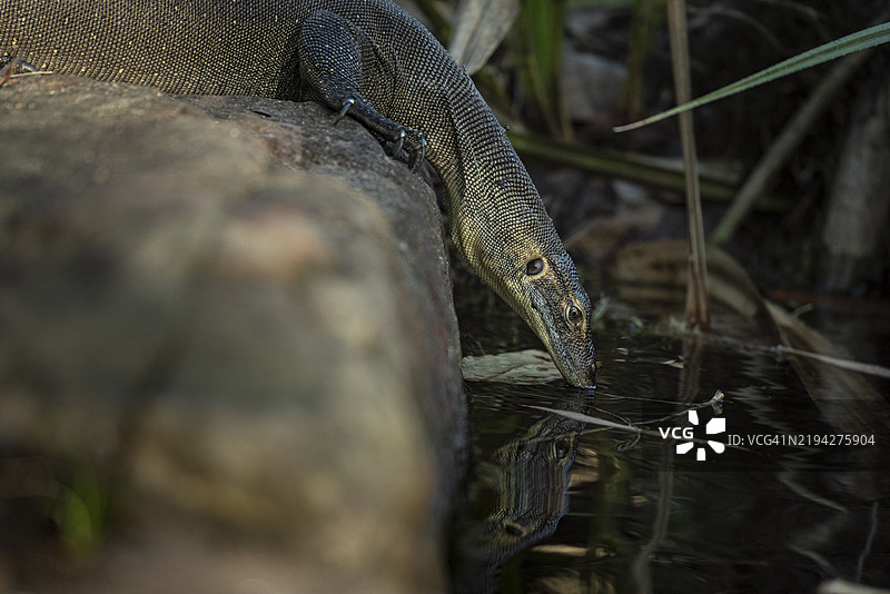 梅滕斯水蜥蜴（Varanus mertensi）在饮水，利奇菲尔德国家公园，北领地，澳大利亚，澳大拉西亚图片素材