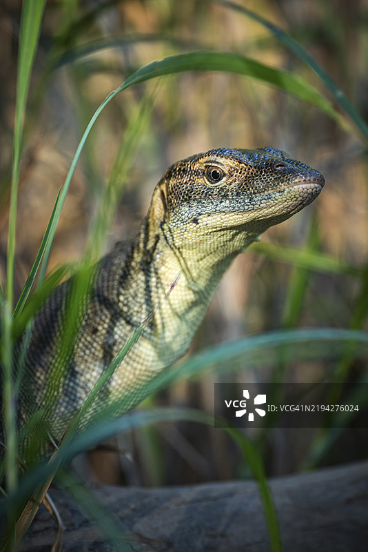 梅滕斯巨蜥(Varanus mertensi),利奇菲尔德国家公园,北领地,澳大利亚,大洋洲图片素材