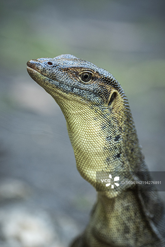 梅滕斯巨蜥（Varanus mertensi），利奇菲尔德国家公园，北领地，澳大利亚，大洋洲图片素材