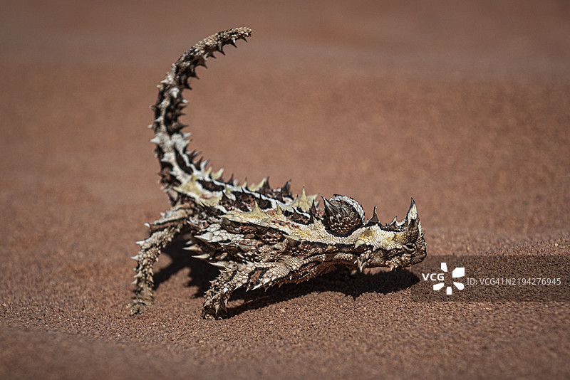 刺龙蜥(Moloch horridus),也称为Moloch,西澳大利亚的鲨鱼湾,澳大利亚,大洋洲图片素材