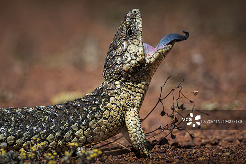 蓝舌蜥蜴或瓦片背蜥蜴，也称为松果蜥蜴（Tiliqua rugosa），位于澳大利亚西部的桑德拉拉。图片素材