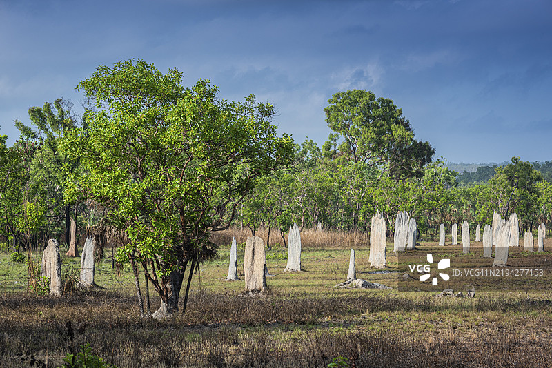 指南针白蚁（Amitermes meridionalis）的筑巢，利奇菲尔德国家公园，北领地，澳大利亚，大洋洲图片素材