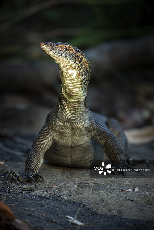 梅滕斯巨蜥(Varanus mertensi),利奇菲尔德国家公园,北领地,澳大利亚,大洋洲图片素材