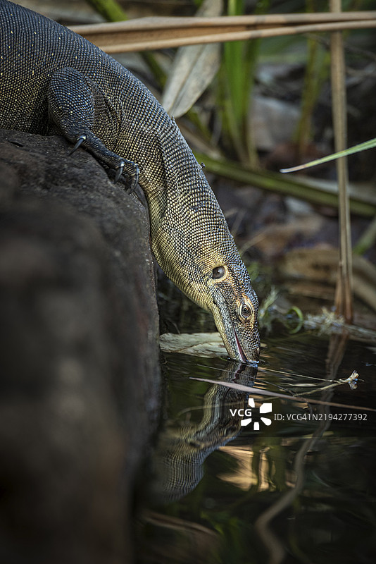 梅滕斯水蜥蜴(Varanus mertensi)在饮水,利奇菲尔德国家公园,北领地,澳大利亚,澳大拉西亚图片素材