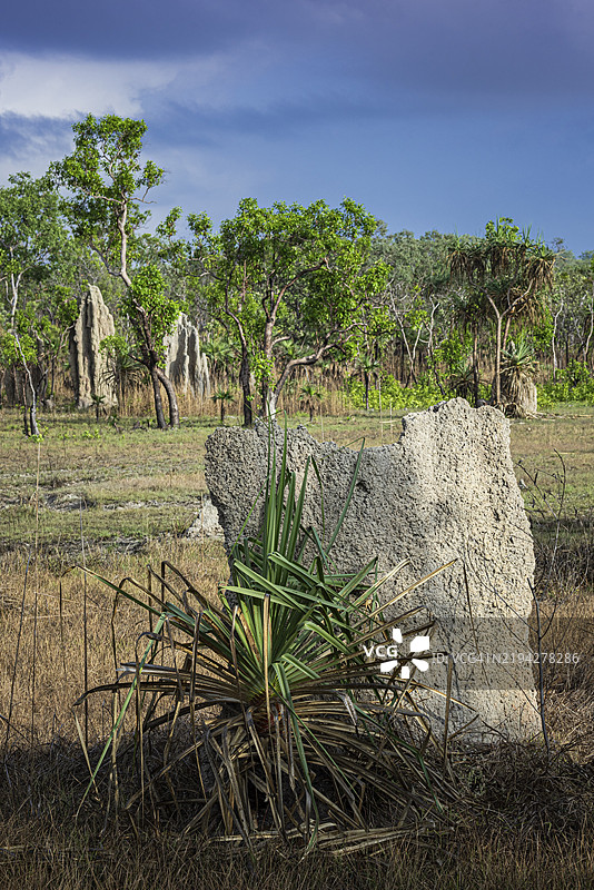 指南针白蚁(Amitermes meridionalis)的筑巢,利奇菲尔德国家公园,北领地,澳大利亚,澳大拉西亚图片素材
