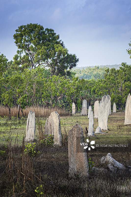 指南针白蚁（Amitermes meridionalis）的筑巢，利奇菲尔德国家公园，北领地，澳大利亚，大洋洲图片素材