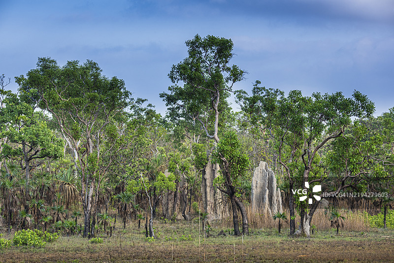指南针白蚁（Amitermes meridionalis）的筑巢，利奇菲尔德国家公园，北领地，澳大利亚，澳大拉西亚图片素材