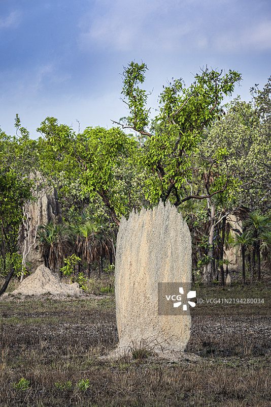 指南针白蚁（Amitermes meridionalis）的筑巢，利奇菲尔德国家公园，北领地，澳大利亚，大洋洲图片素材