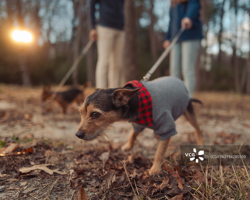 在森林中遛狗 - 跟踪 - 嗅探地面图片素材