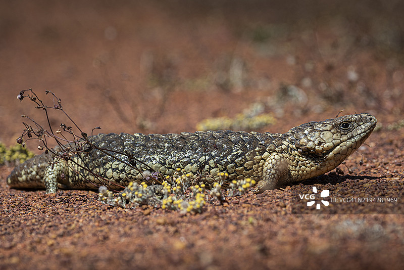 蓝舌蜥蜴或鳞背蜥蜴，也称为松果蜥蜴（Tiliqua rugosa），位于澳大利亚西部的桑德拉拉。图片素材