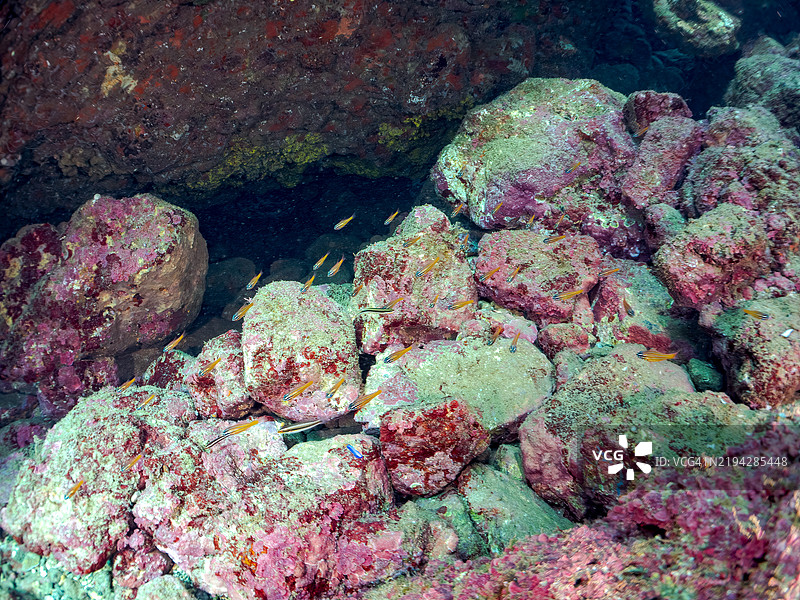 一群美丽的南方橙线红雀鱼（Ostorhinchus properuptus）幼鱼和其他幼鱼。静冈县南伊豆伊豆半岛的平藏滨海滩 - 2024年。图片素材