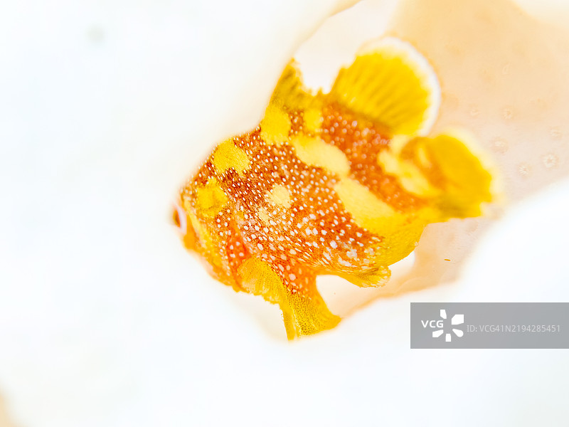 美丽的桌状珊瑚和可爱的幼年黄斑蝎子鱼（Sebastapistes cyanostigma）等。由于海水温度持续偏高，珊瑚白化现象正在发生。图片素材