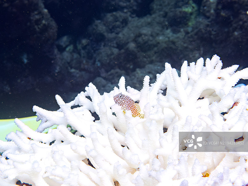 美丽的桌状珊瑚和一只幼年黑侧鹰鱼（Paracirrhites forsteri）。天使小丑鱼（Pomacentrus coelestis）和豹鳚（Exallias brevis）等其他鱼类。由于持续的高海水温度，珊瑚白化现象正在发生。图片素材