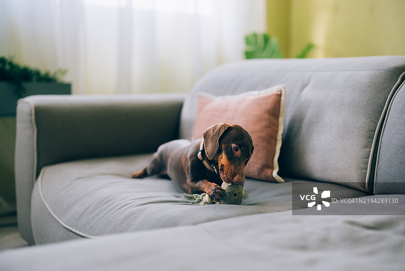 可爱的腊肠犬在阳光明媚的客厅现代舒适的灰色沙发上啃玩具图片素材