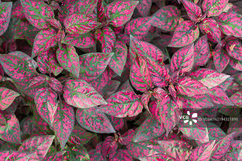 斑点植物（Hypoestes phyllostachya）变色叶子的特写。图片素材