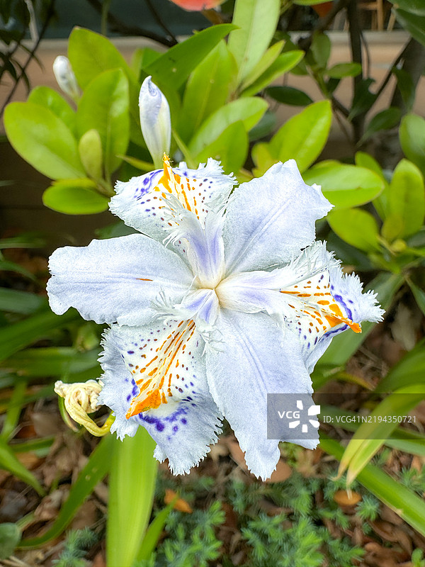 精致的鸢尾花，花瓣上有斑点图片素材
