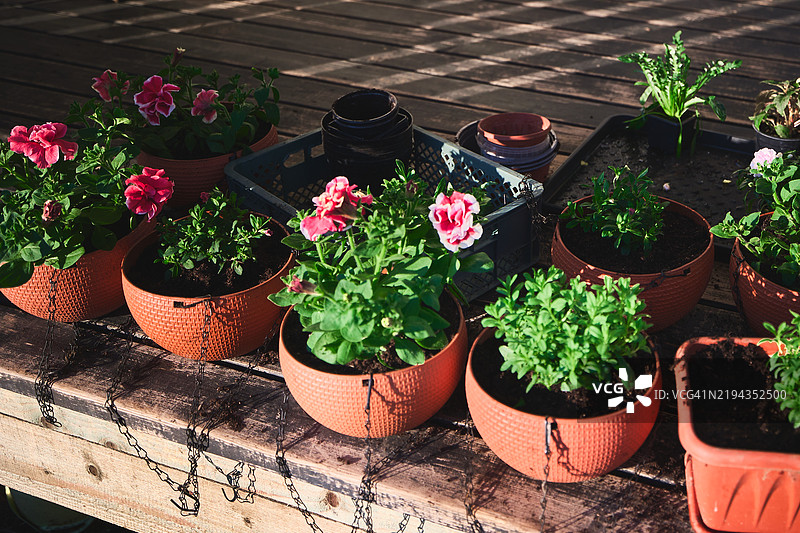 阳光下放置在木甲板上的五彩缤纷的盆栽花卉图片素材