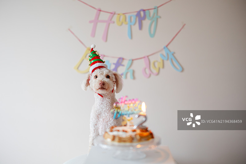 可爱的狗狗在庆祝生日蛋糕图片素材
