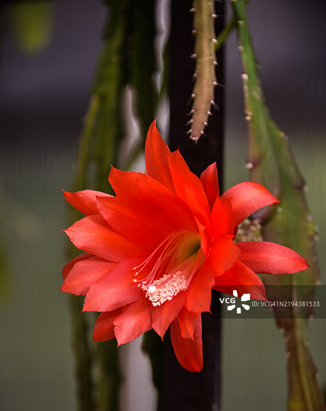仙人掌兰花科的花朵特写图片素材