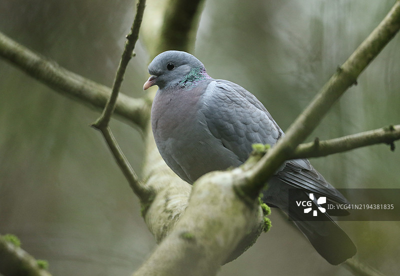 一只野鸽（Columba oenas）栖息在树枝上。图片素材