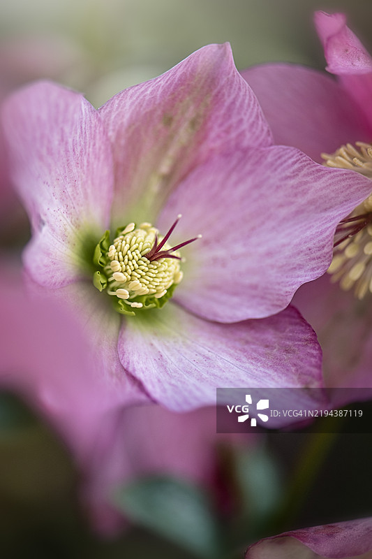 美丽的春季粉色花朵，黑心菊‘Walberton's Rosemary’，也被称为圣诞玫瑰或四旬期玫瑰。图片素材